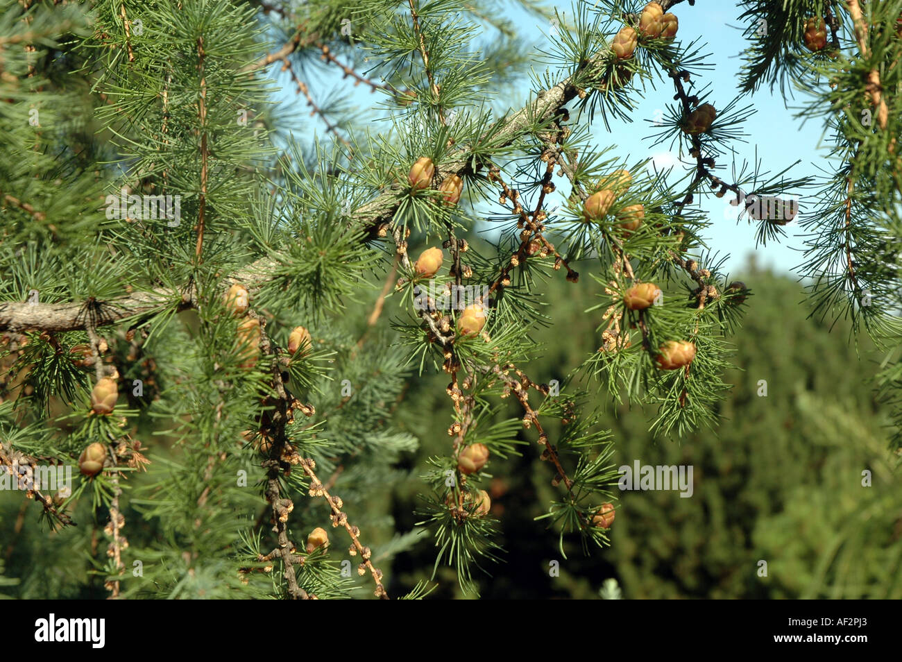 American Larch Larix laricina americana tree also called Eastern Larch Stock Photo