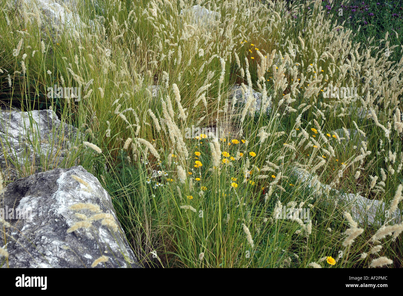 Melic Grass Melica Transsilvanica also called Pearl grass Stock Photo