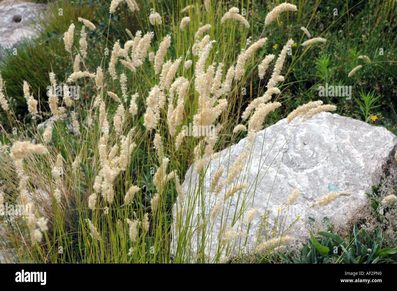 Melic Grass Melica Transsilvanica also called Pearl grass Stock Photo