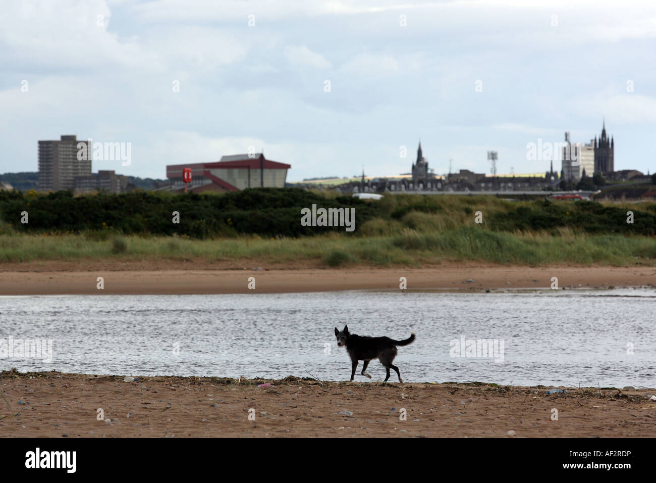 dog walking at Donmouth Nature reserve, Aberdeen, scotland, Uk, with the city centre and Pittodrie Stadium in the background Stock Photo