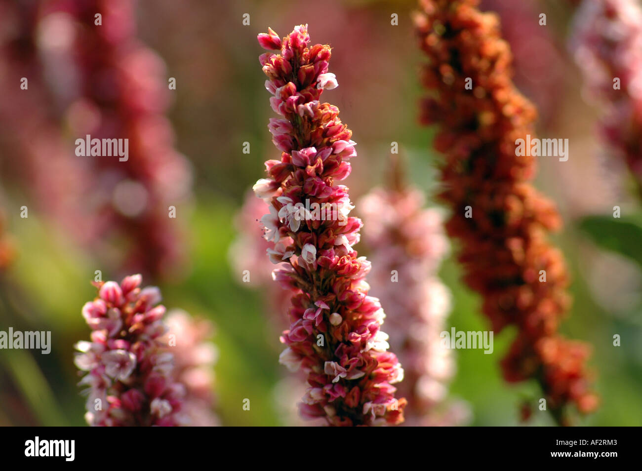 Himalayan Fleeceflower Polygonum Affine or synonym Bistorta affinis also called Himalayan Border Jewel Stock Photo