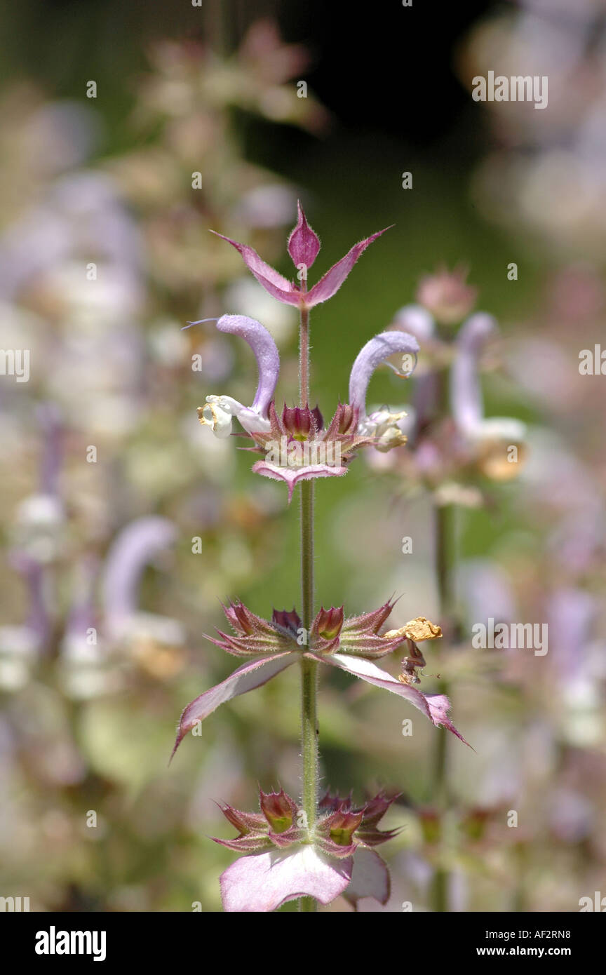 Muscatel Sage Salvia sclarea also called Europe sage or Clary sage Stock Photo