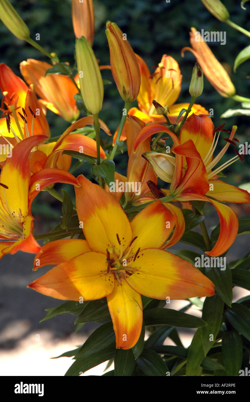 'Cancun' Lily flower Lilium Stock Photo