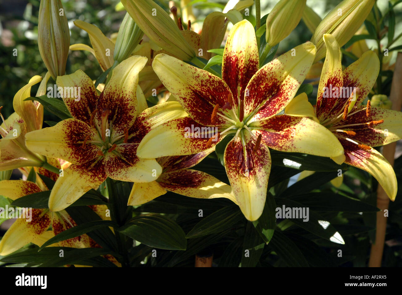 'Suncrest' Lily flower Lilium Stock Photo - Alamy
