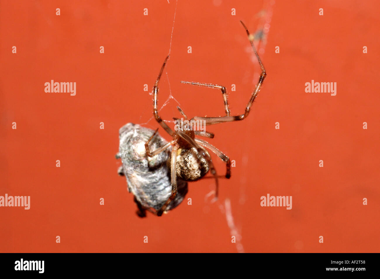 Spider carrying a heavy wrapped up beetle Stock Photo - Alamy