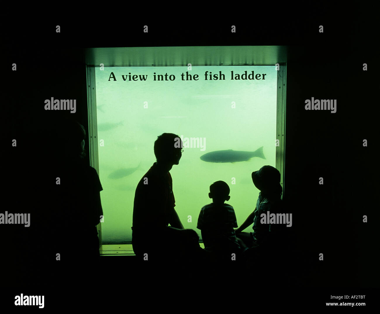 People watching chinook salmon on a fish ladder at the Bonneville