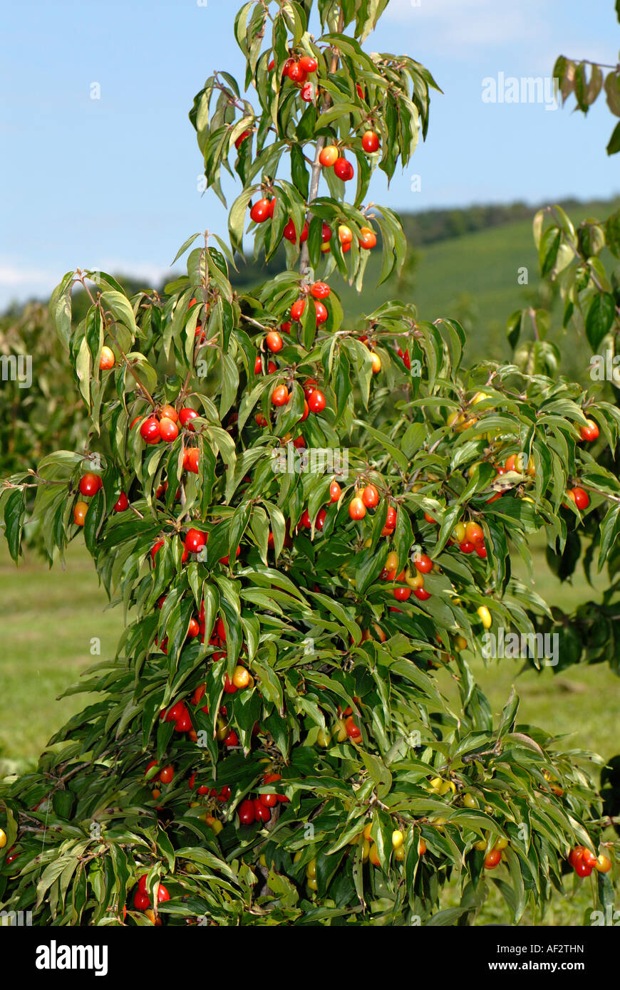 Cornelian Cherry (Cornus mas), variety: Schumener, bush in fruit Stock Photo