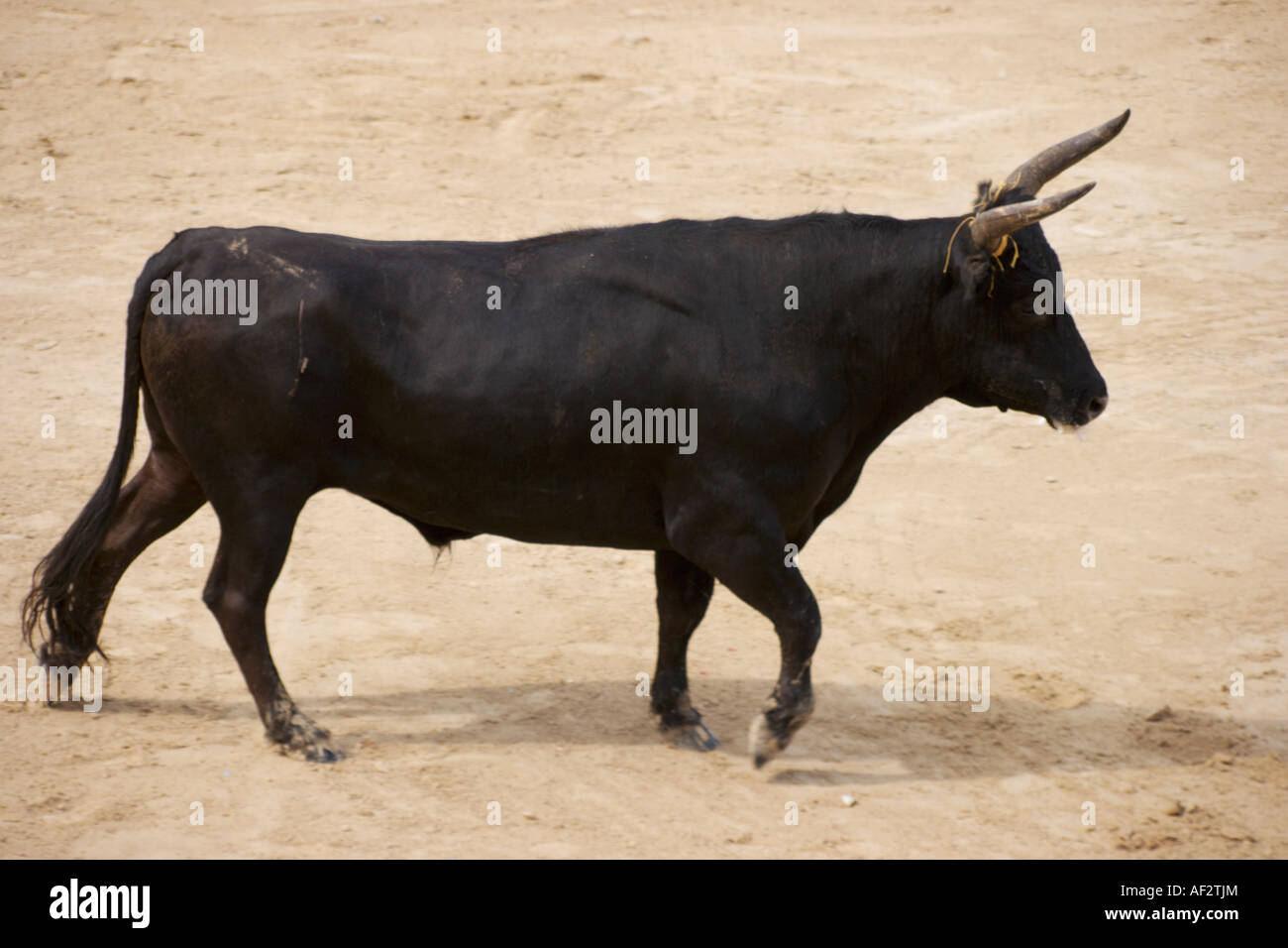 Bull leaping france hi-res stock photography and images - Alamy