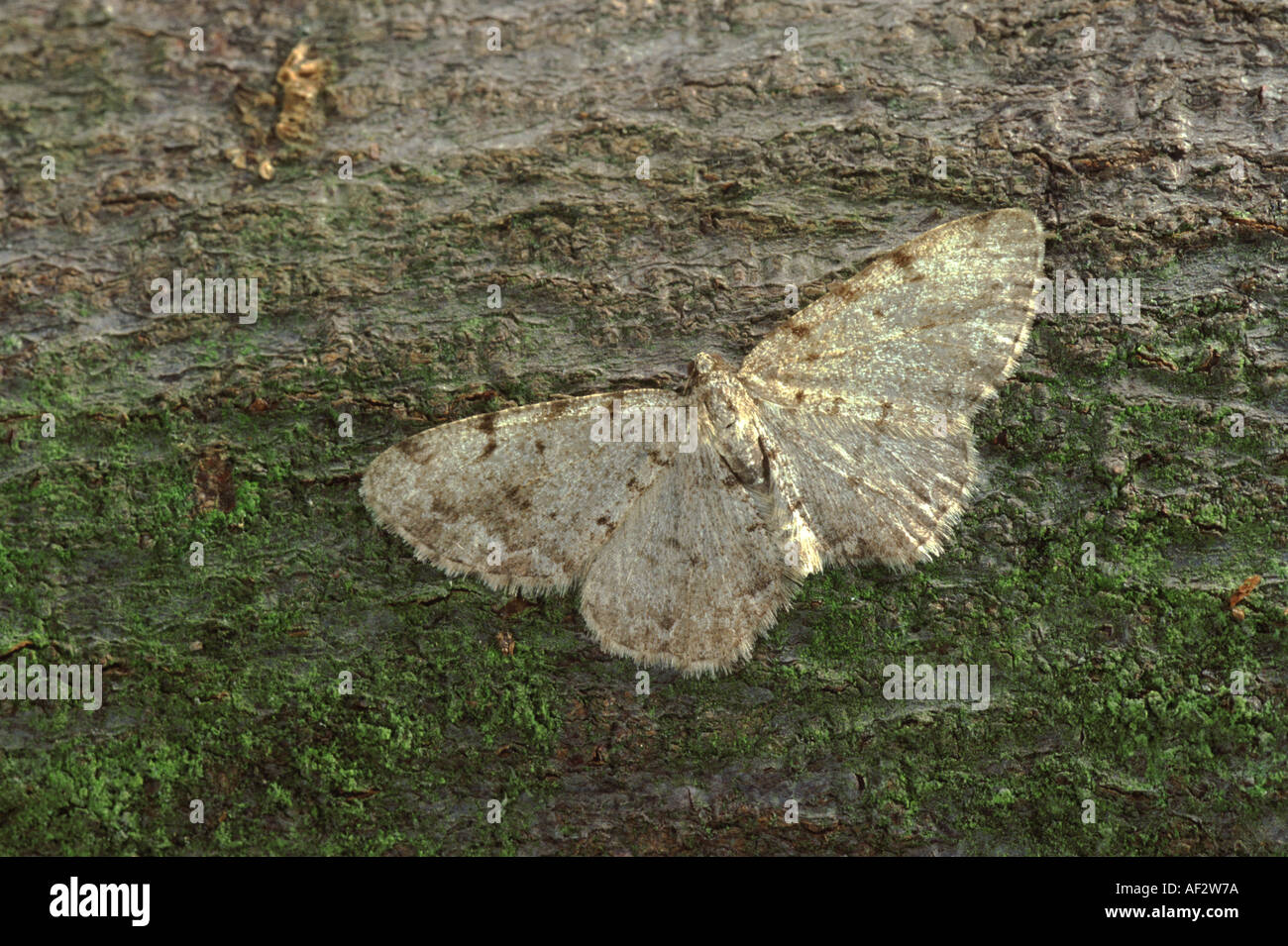 Grey Birch Aethalura punctulata Stock Photo