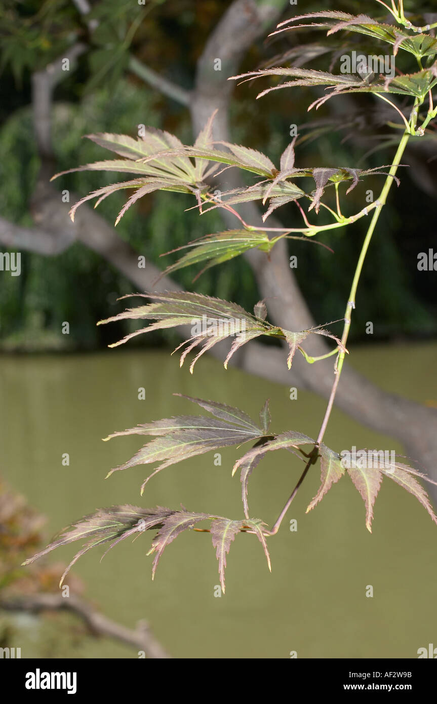 Green leaf japanese maple tree hi-res stock photography and images - Alamy