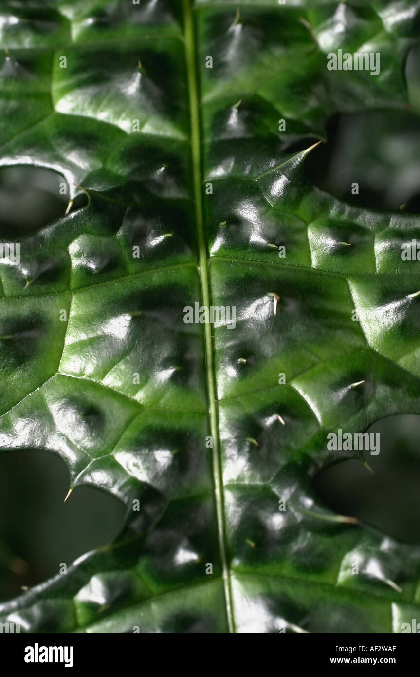 Acanthus leaf hi-res stock photography and images - Alamy