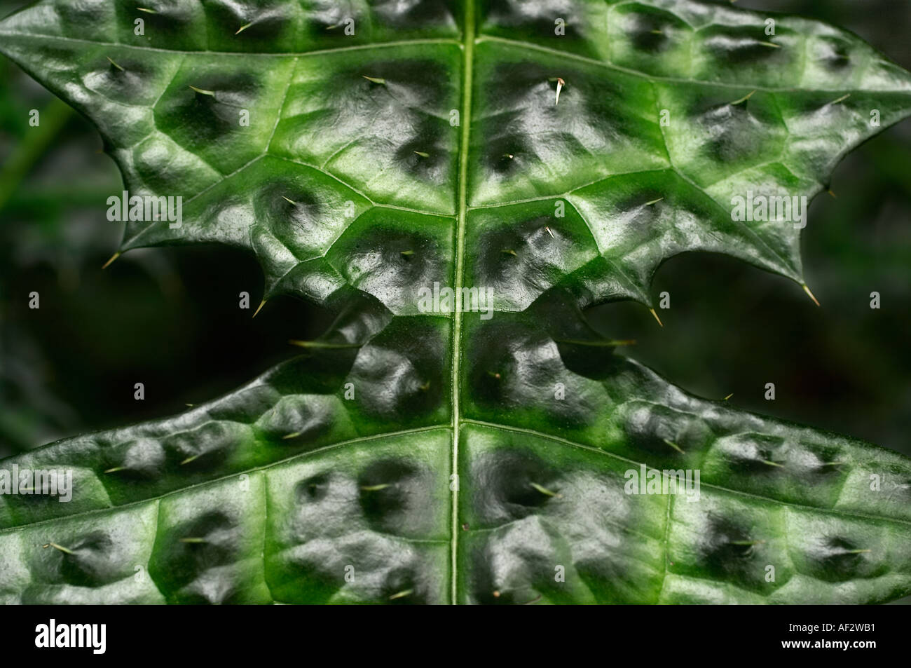 Acanthus leaf hi-res stock photography and images - Alamy