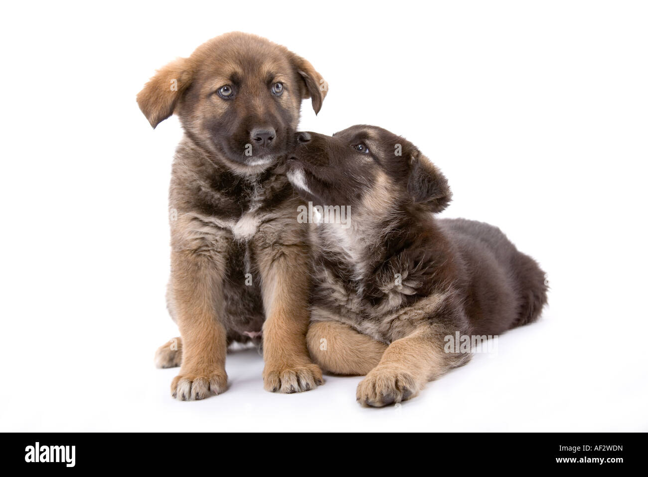 Two cute puppies brothers isolated on white background Stock Photo - Alamy