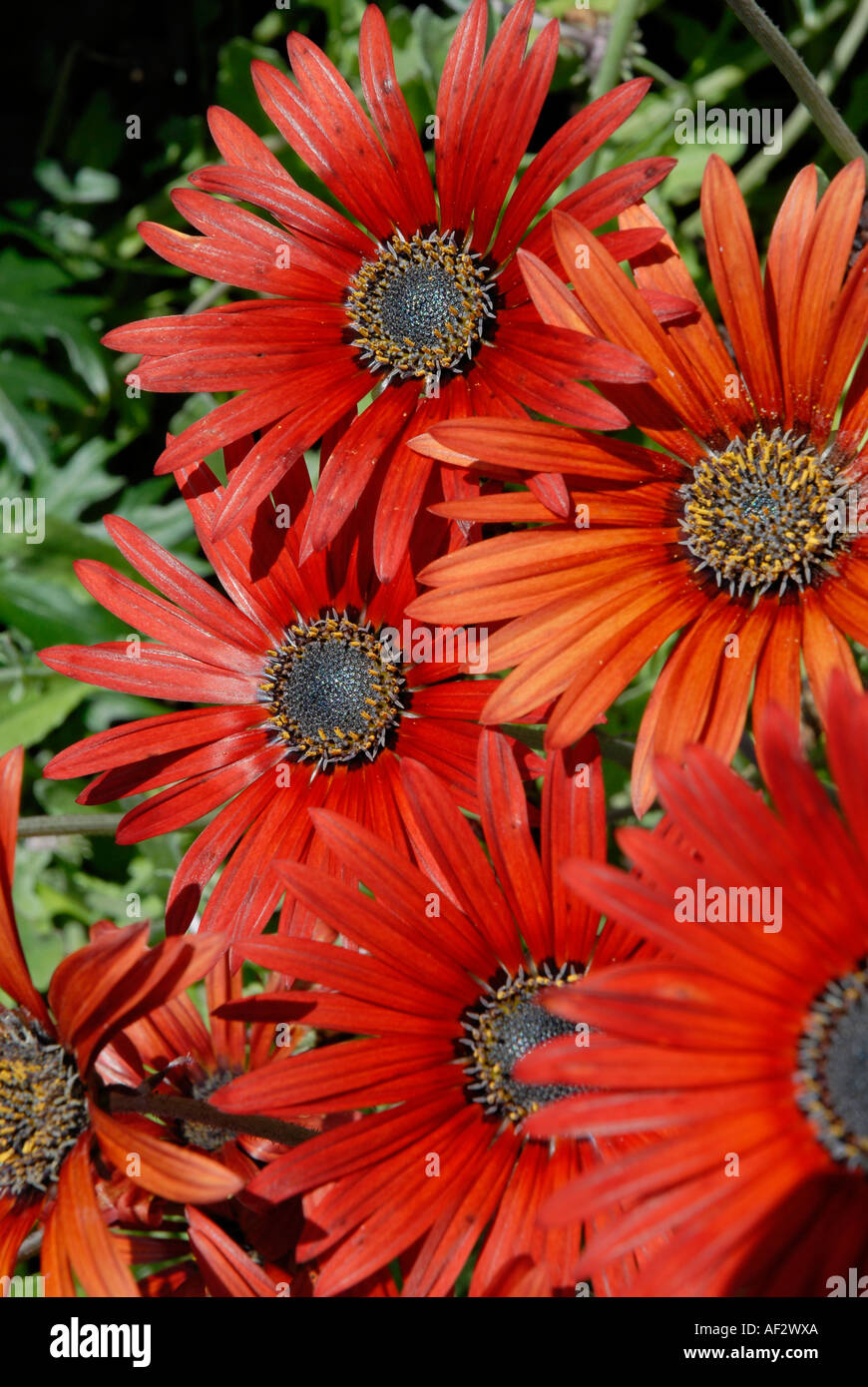 African Daisy (Arctotis x hybrida) Stock Photo