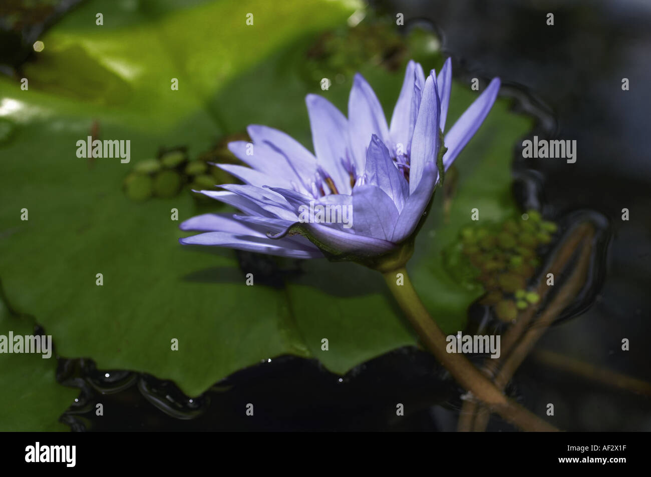 water lily on pond Stock Photo