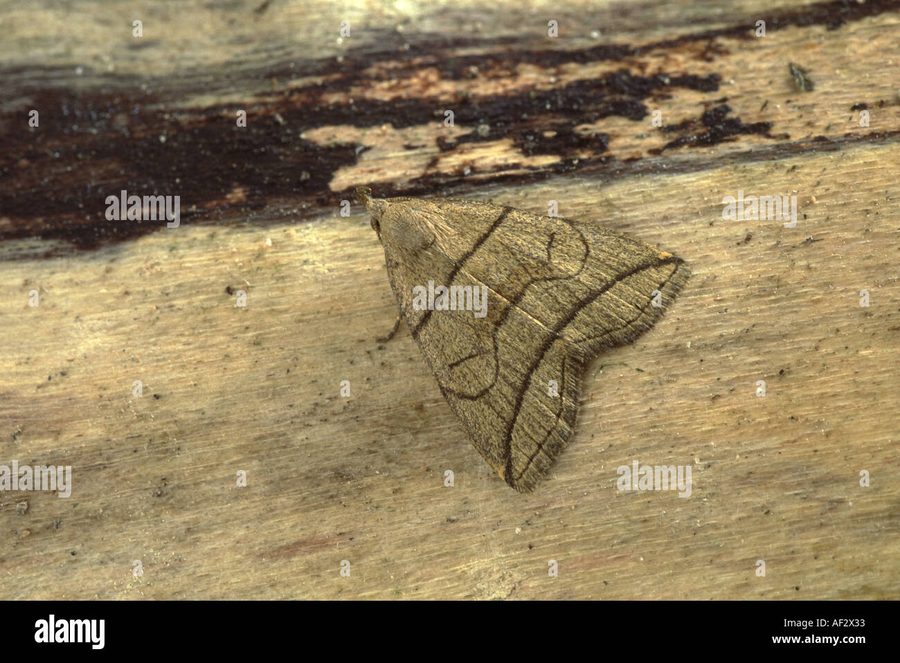 Small Fan Foot Herminea grisealis Stock Photo