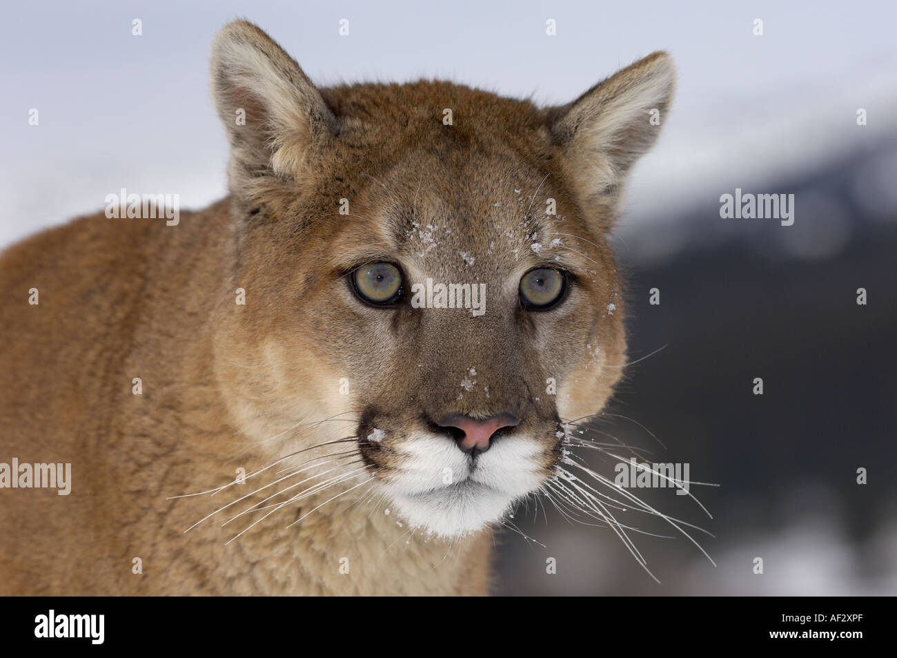 Puma or Mountain Lion Felis concolor close up of face Montana USA Stock  Photo - Alamy