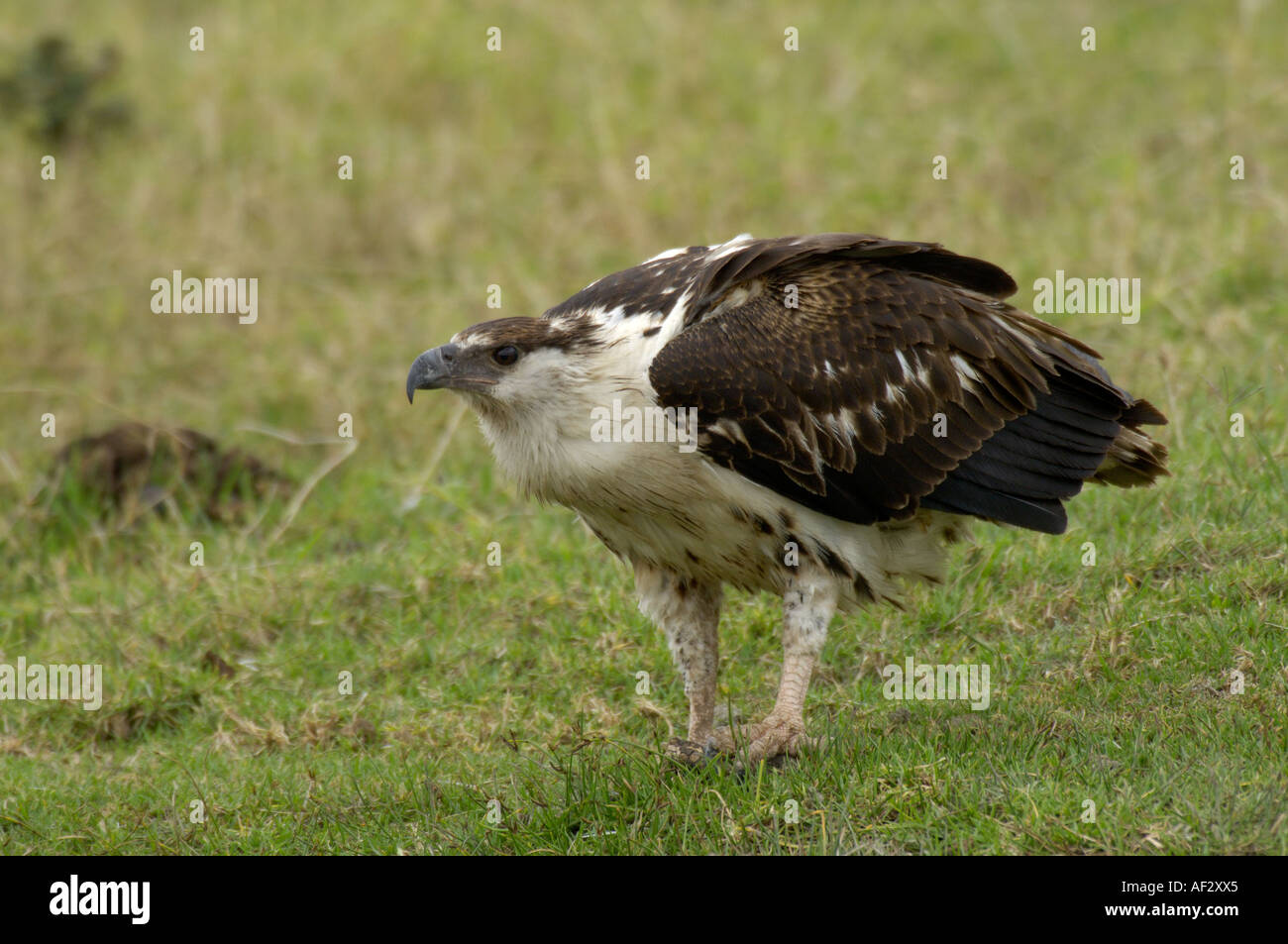 Juvenile African Fish Eagle Haliaeetus vocifer Lake Nakuru Kenya Stock Photo