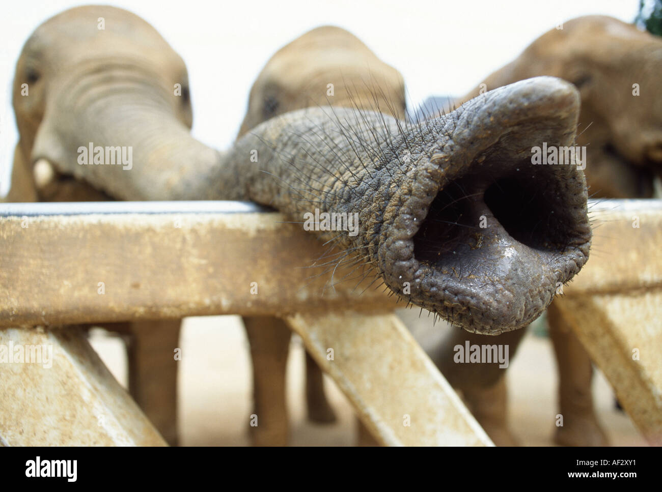 Nostrils High Resolution Stock Photography and Images Alamy
