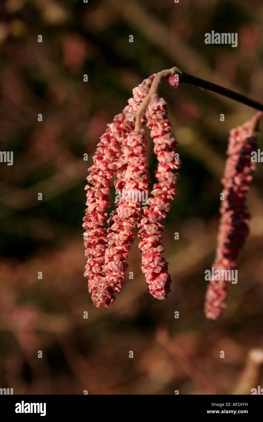 Hazel Tree (Corylus maxima) Red Filbert Stock Photo - Alamy