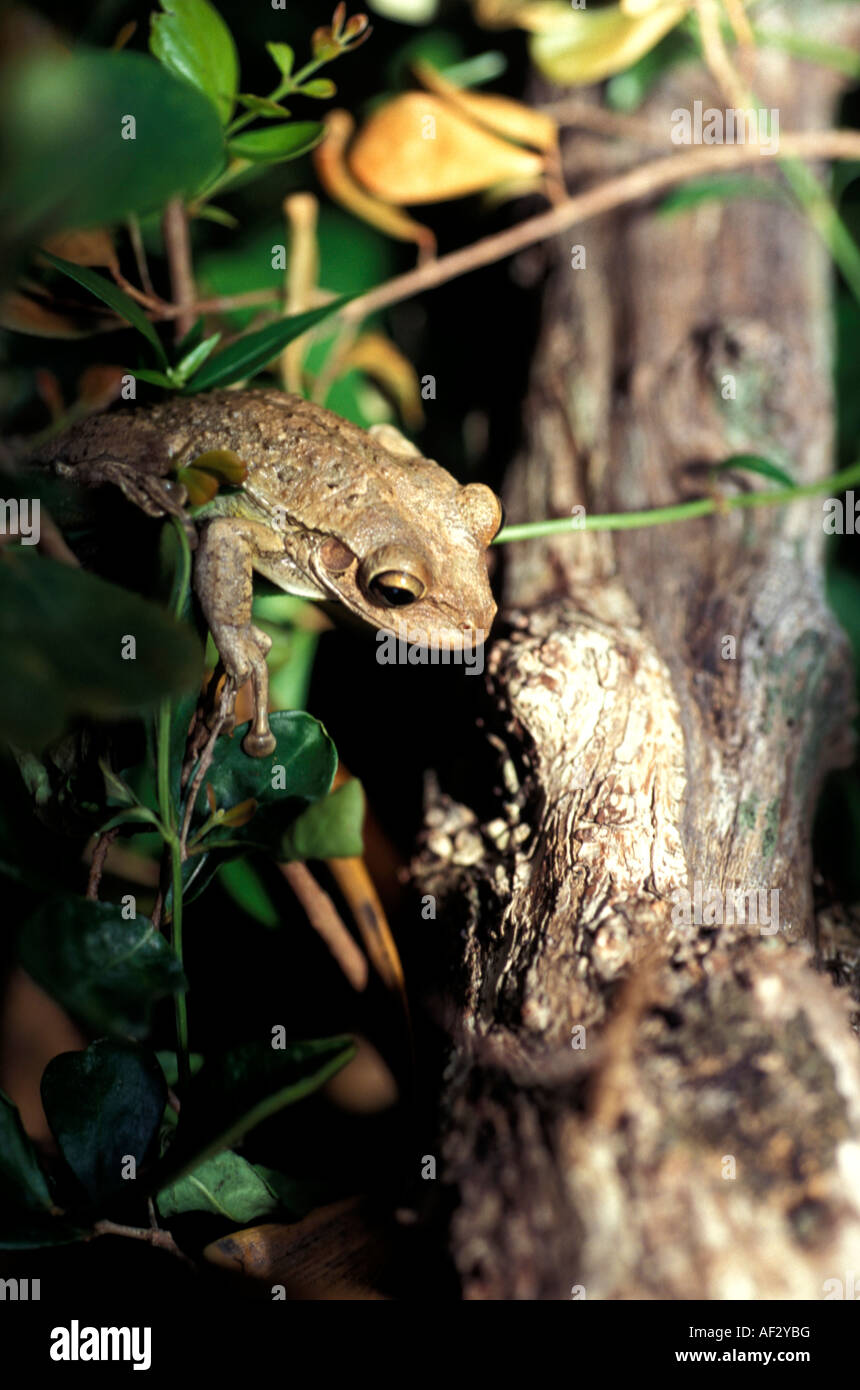 Cuban tree frog hiding in tree branches in the Florida Keys Stock Photo