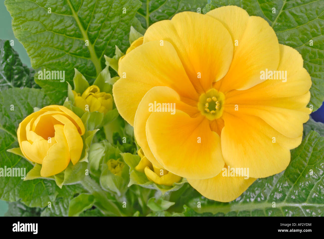 Garden Primrose , yellow flower and buds, studio picture Stock Photo