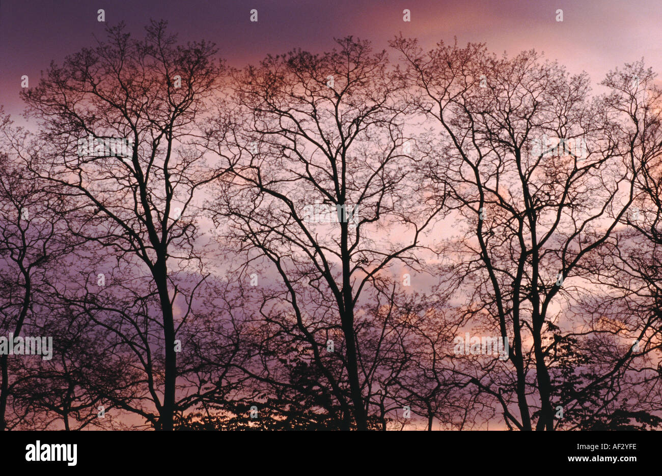 Silhouettes of decidious trees at sunset Stock Photo