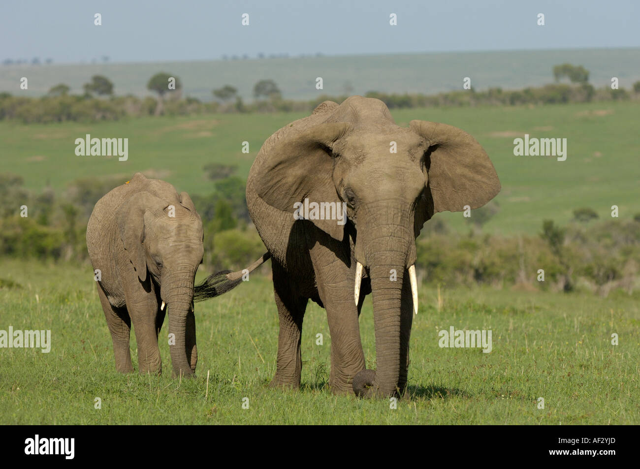 Elephant holding tail hires stock photography and images Alamy