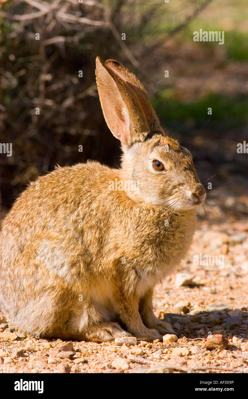 Desert cottontail rabbit Sylvilagus audubonii Carrizo Plain National ...