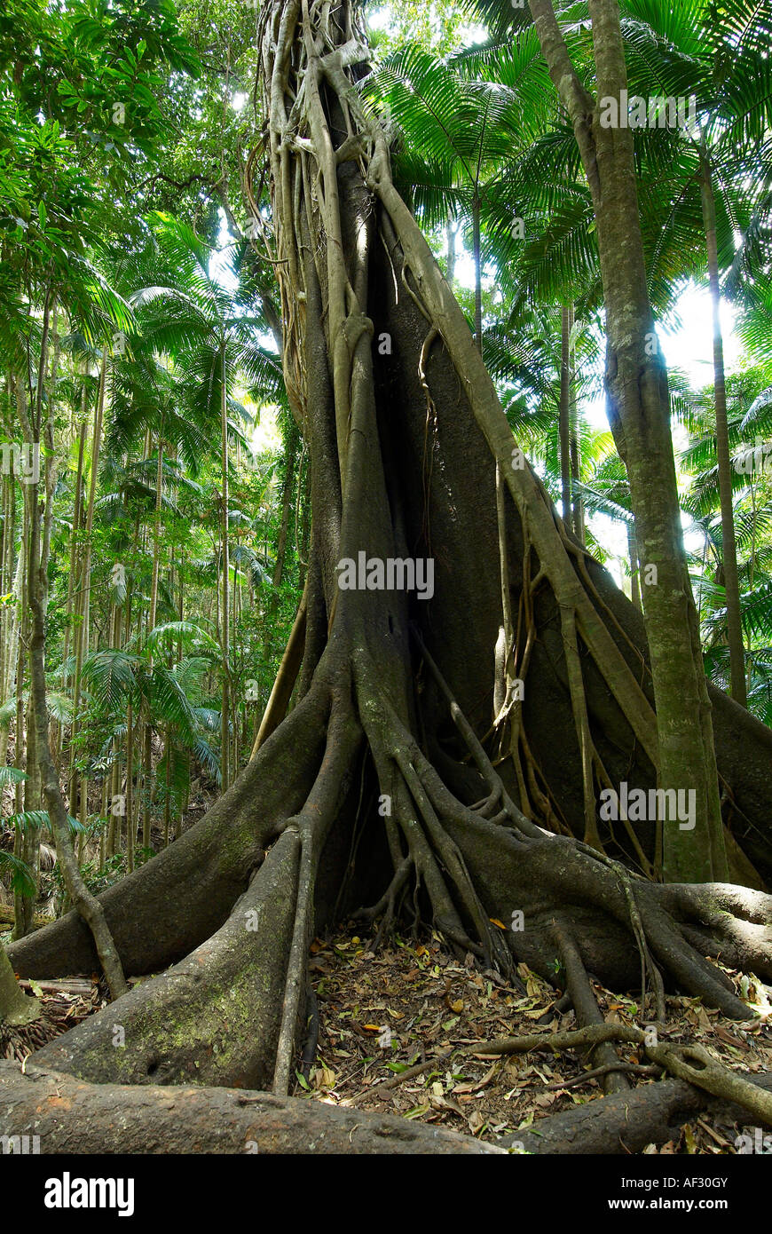 Fig tree in Australian rainforest Stock Photo Alamy