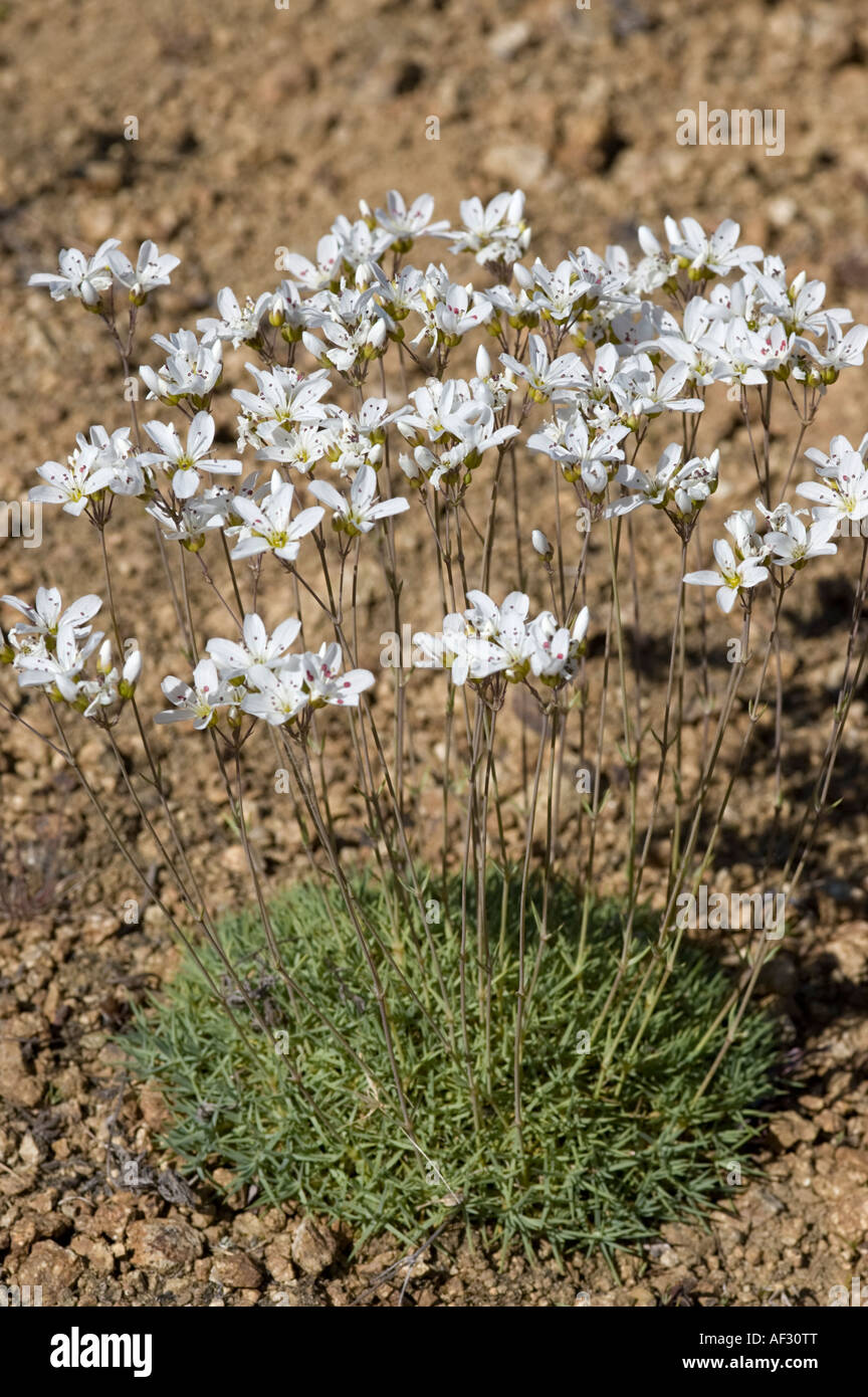 Arenaria tschuktschorum Stock Photo