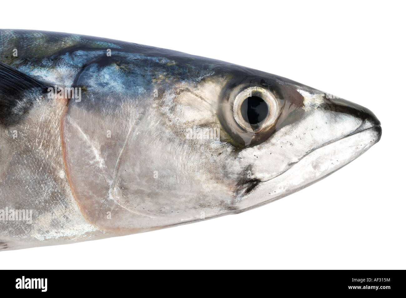 can cats eat mackerel in olive oil