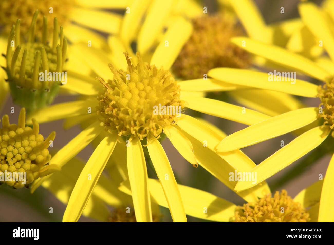 Common Ragwort Senecio jacobaea close-up of flowers @ Potteric Carr Nature Reserve Stock Photo