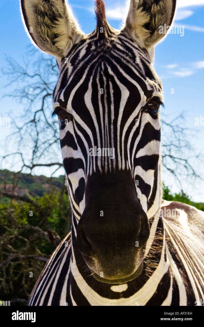Grant's Zebra Equus burchelli Fossil Rim Wildlife Center Glen Rose TX USA Stock Photo