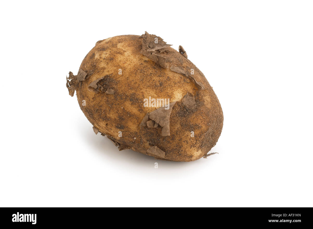 New Potato variety Norfolk Royal Stock Photo