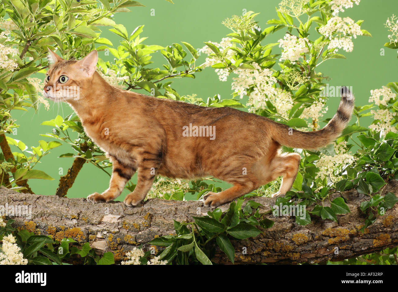 Bengal cat in front of elderberry blossoms Stock Photo Alamy