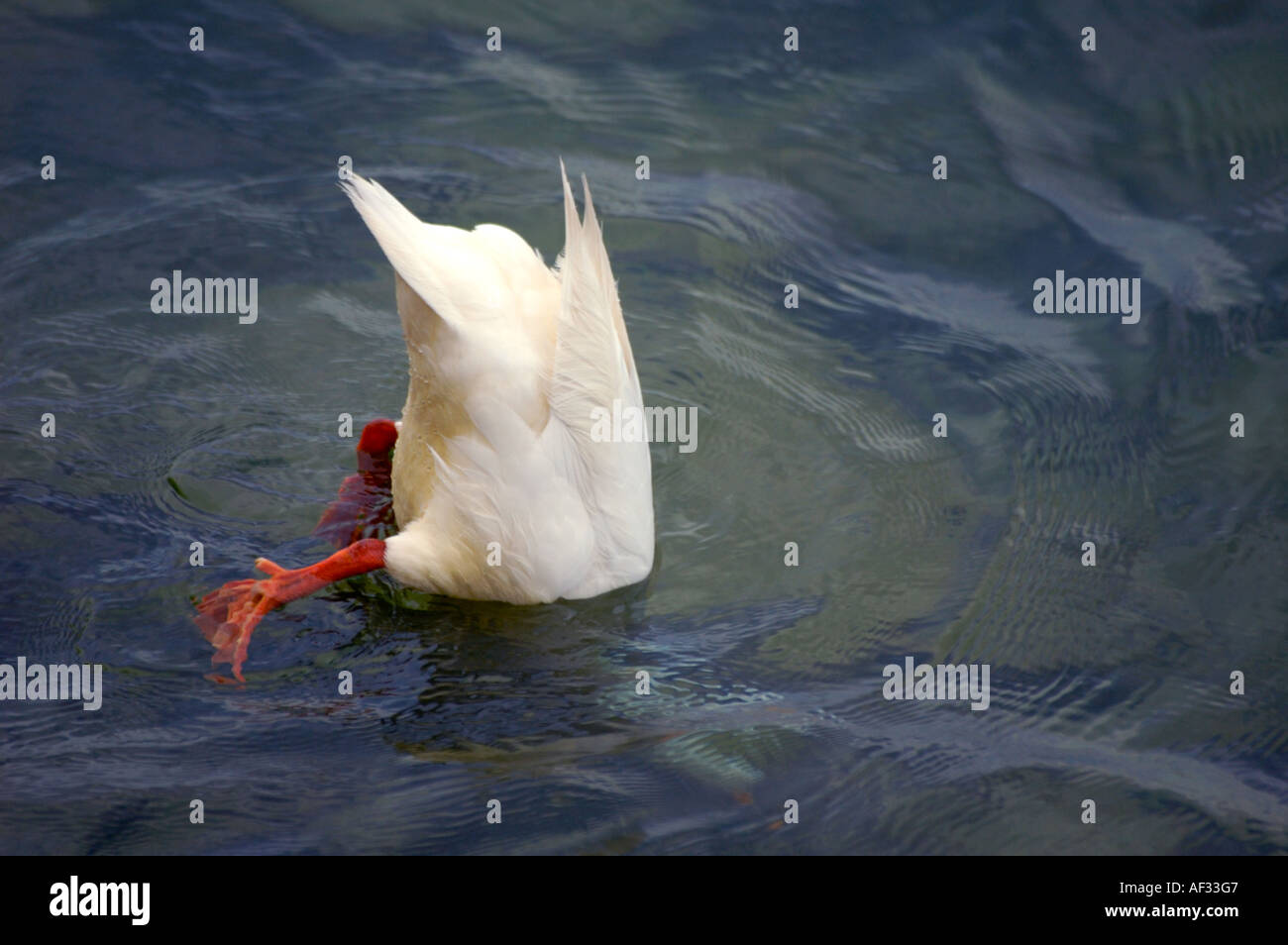 Domestic duck showing typical feeding behaviour Stock Photo Alamy