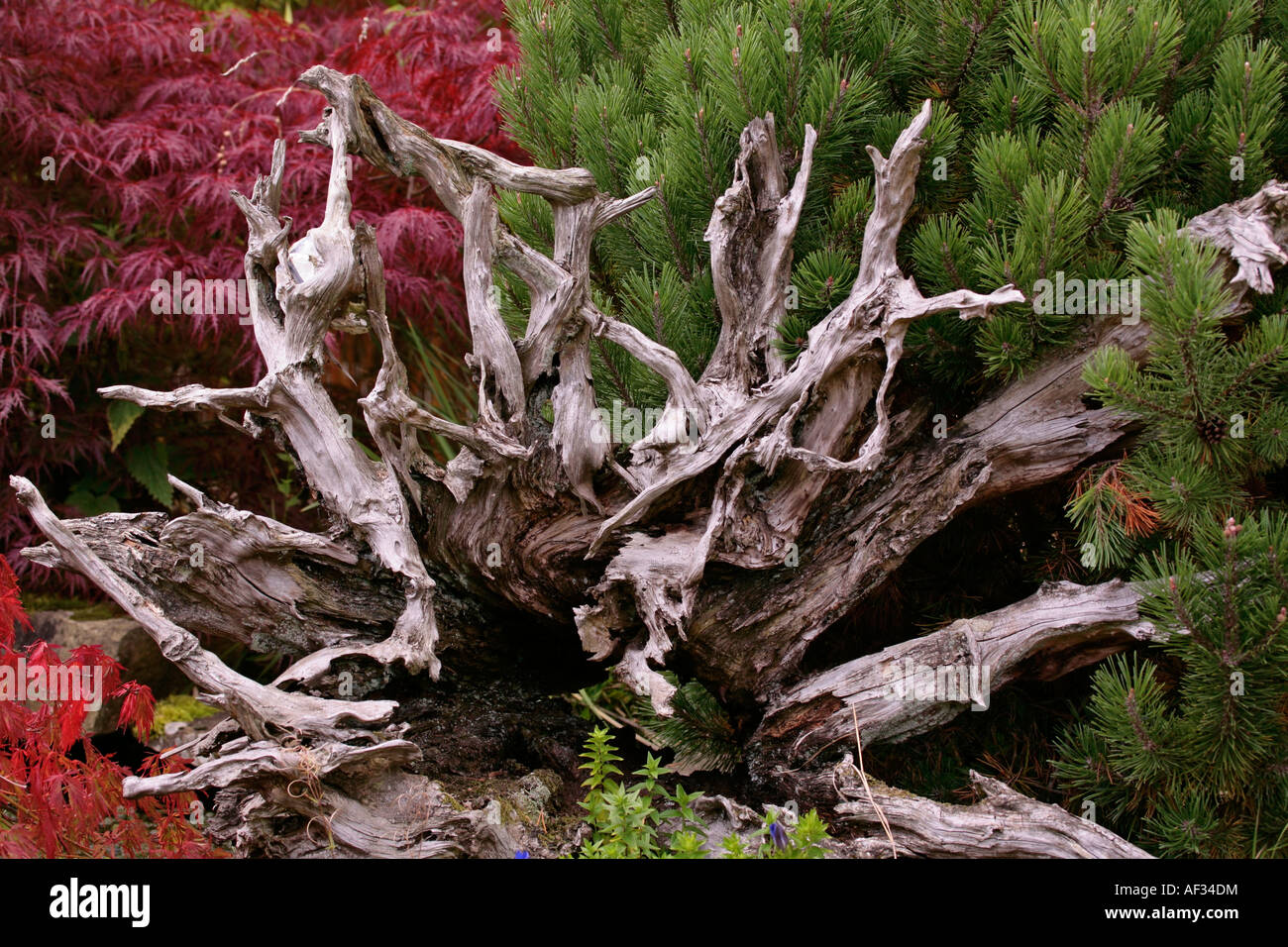 Driftwood used a a decorative garden feature Stock Photo Alamy