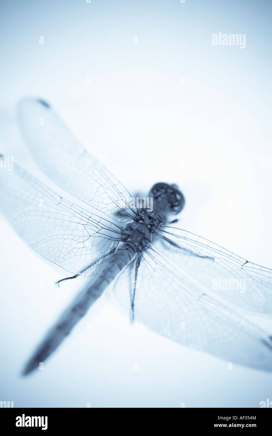 Blue Toned Image of Common Darter Dragonfly on White Background Stock Photo