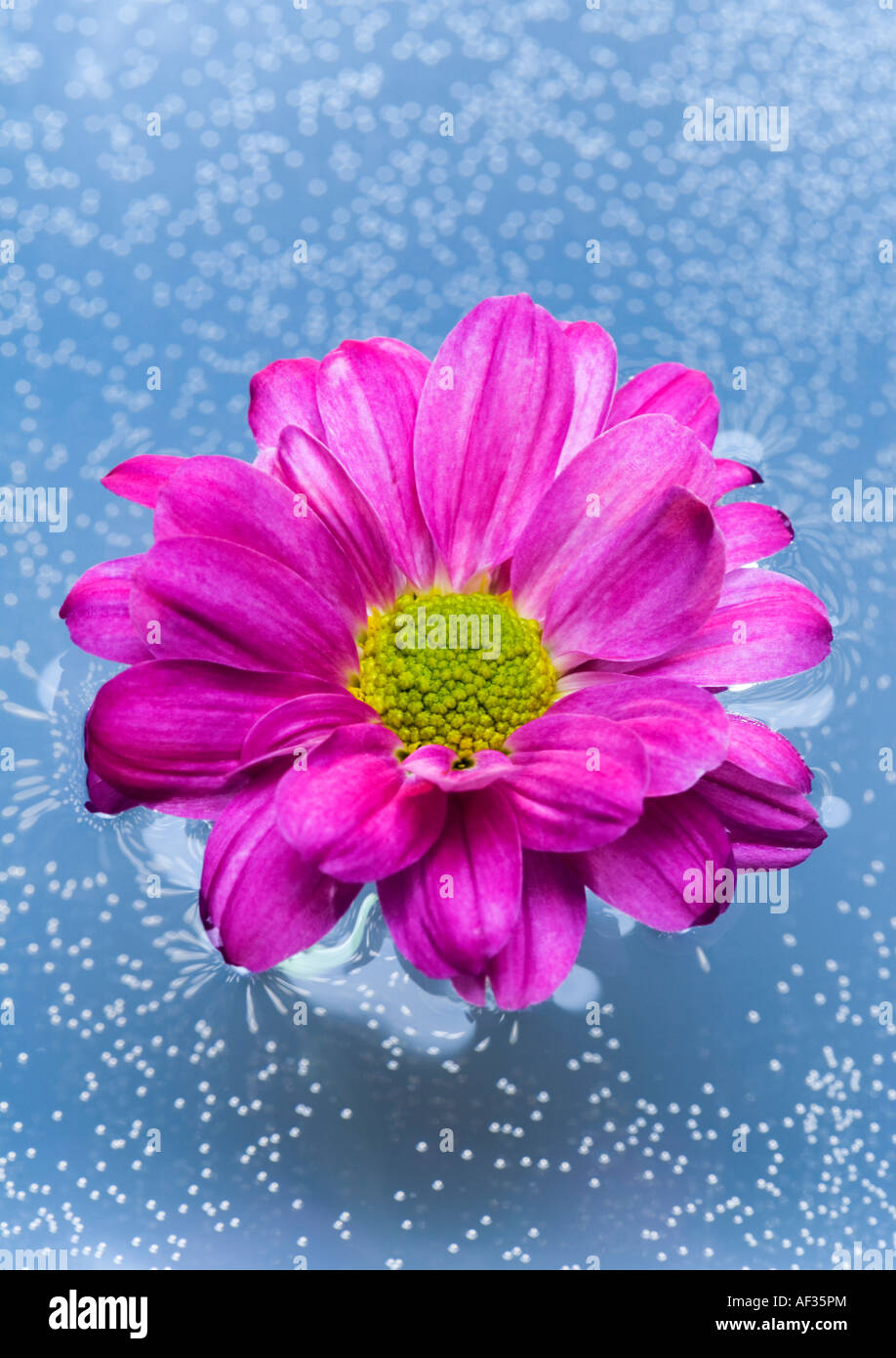 A Chrysanthemum Flower floating in water Stock Photo - Alamy