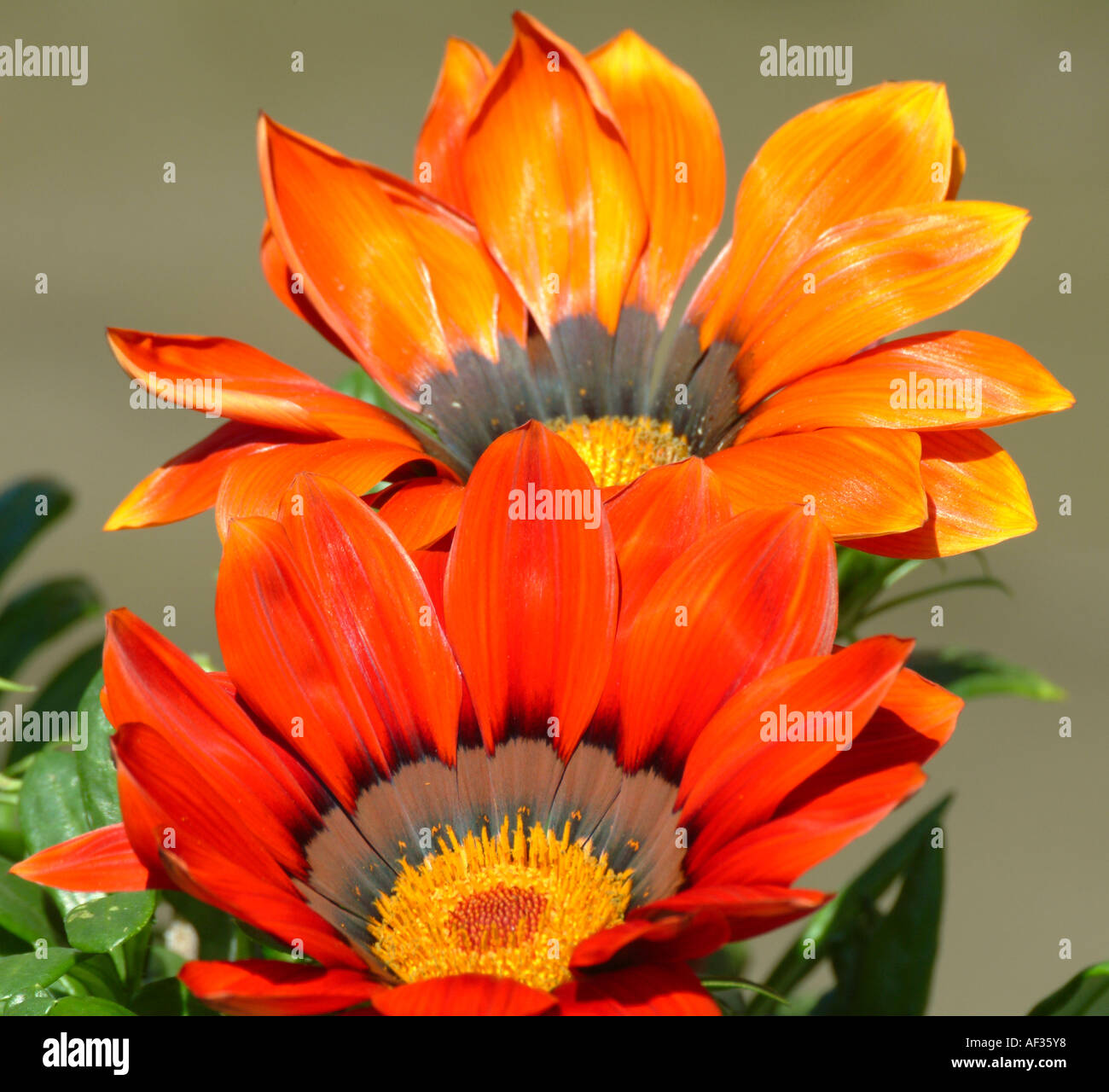 Osteospermum red hires stock photography and images Alamy
