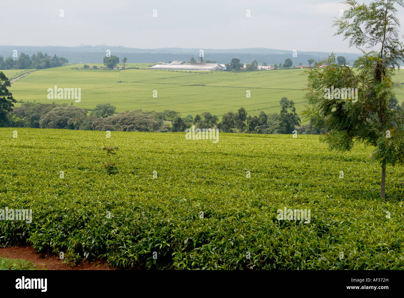 Beautiful well kept tea estates near Kericho in western Kenya East Africa A modern tea factory can be seen in the background Stock Photo