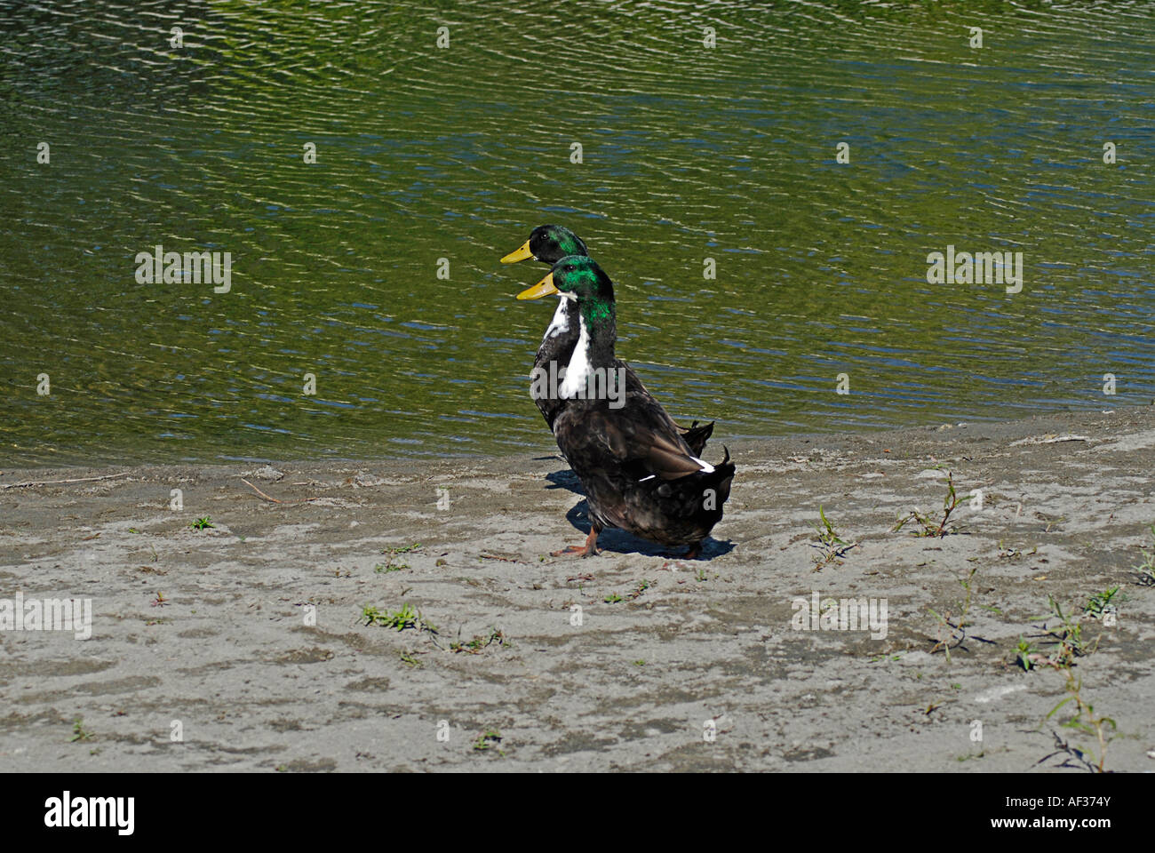 Pair of Ducks on stroll Stock Photo