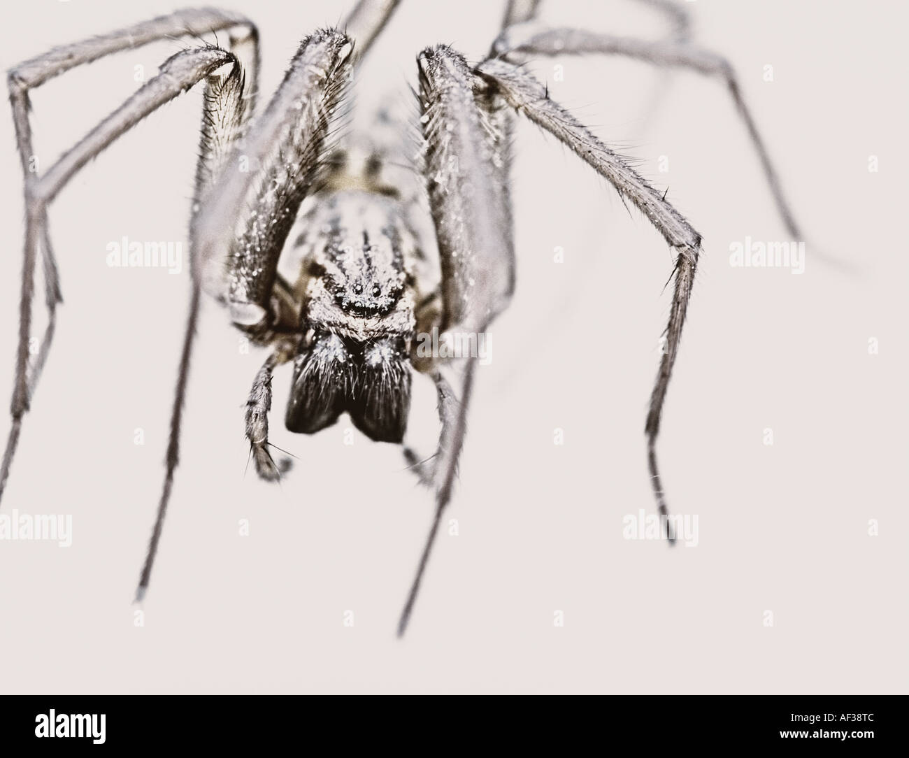 A front abstract view of a spider with legs and large fangs. Stock Photo
