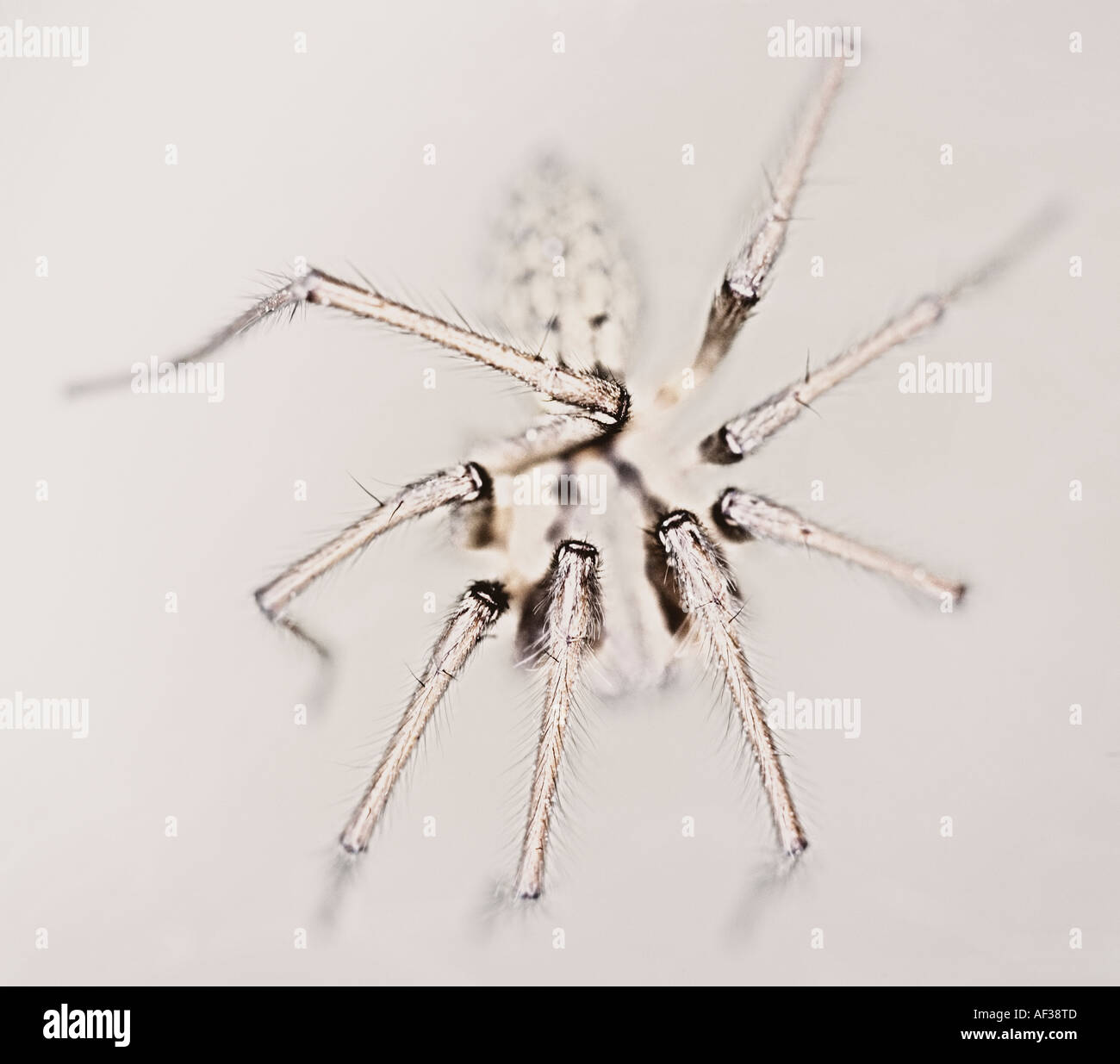 An abstract shallow depth of field macro image of a spider. Stock Photo