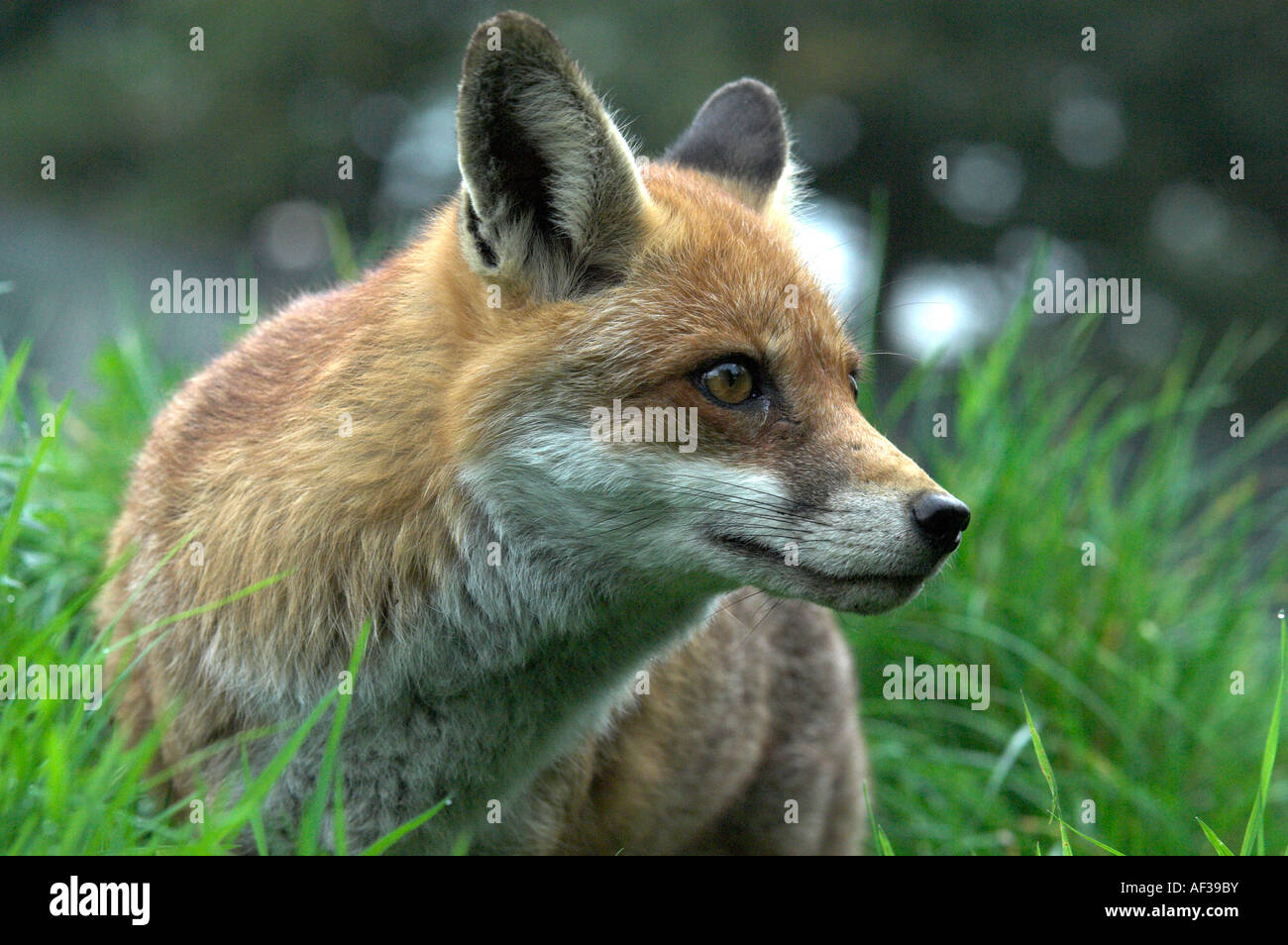 Red Fox Vulpes vulpes UK Stock Photo - Alamy