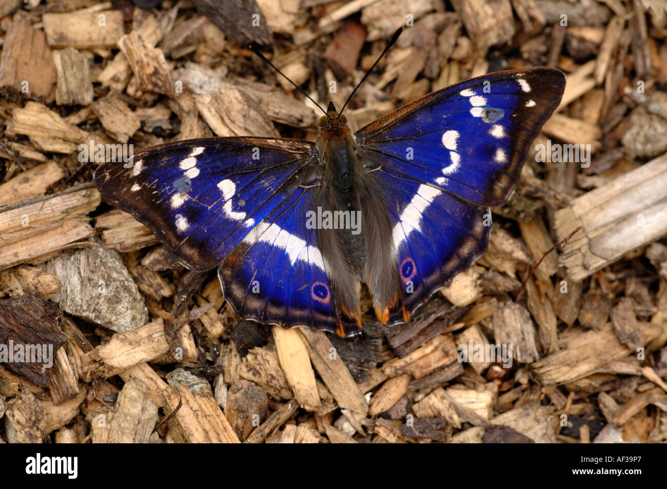 Purple Emperor Butterfly open grounded Stock Photo Alamy