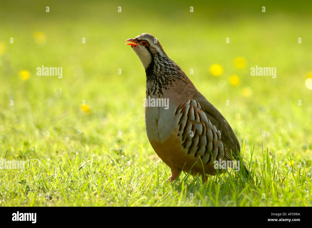 Red legged Partridge Crowing Stock Photo