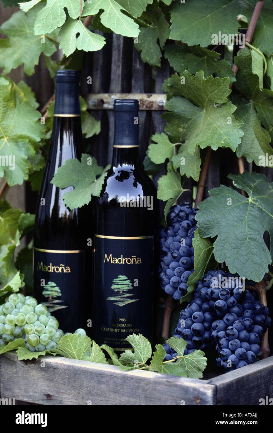 grapevine, vine (Vitis vinifera), Sauvignon wine bottle Stock Photo 13817657 Alamy