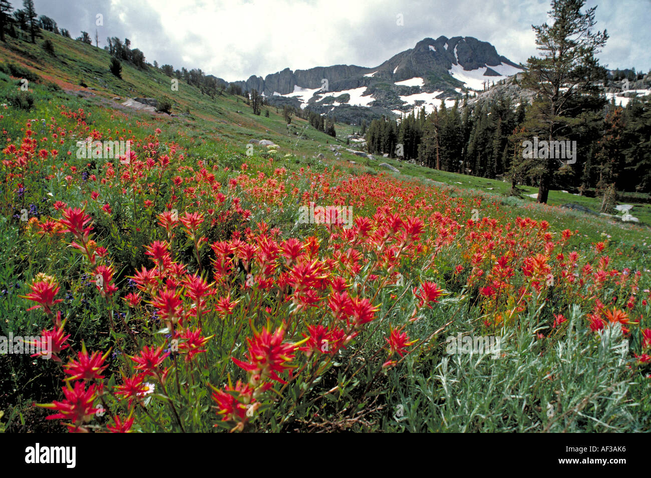 Elk276 1235 California Sierra Nevada Carson Pass wildflowers below Roundtop Stock Photo